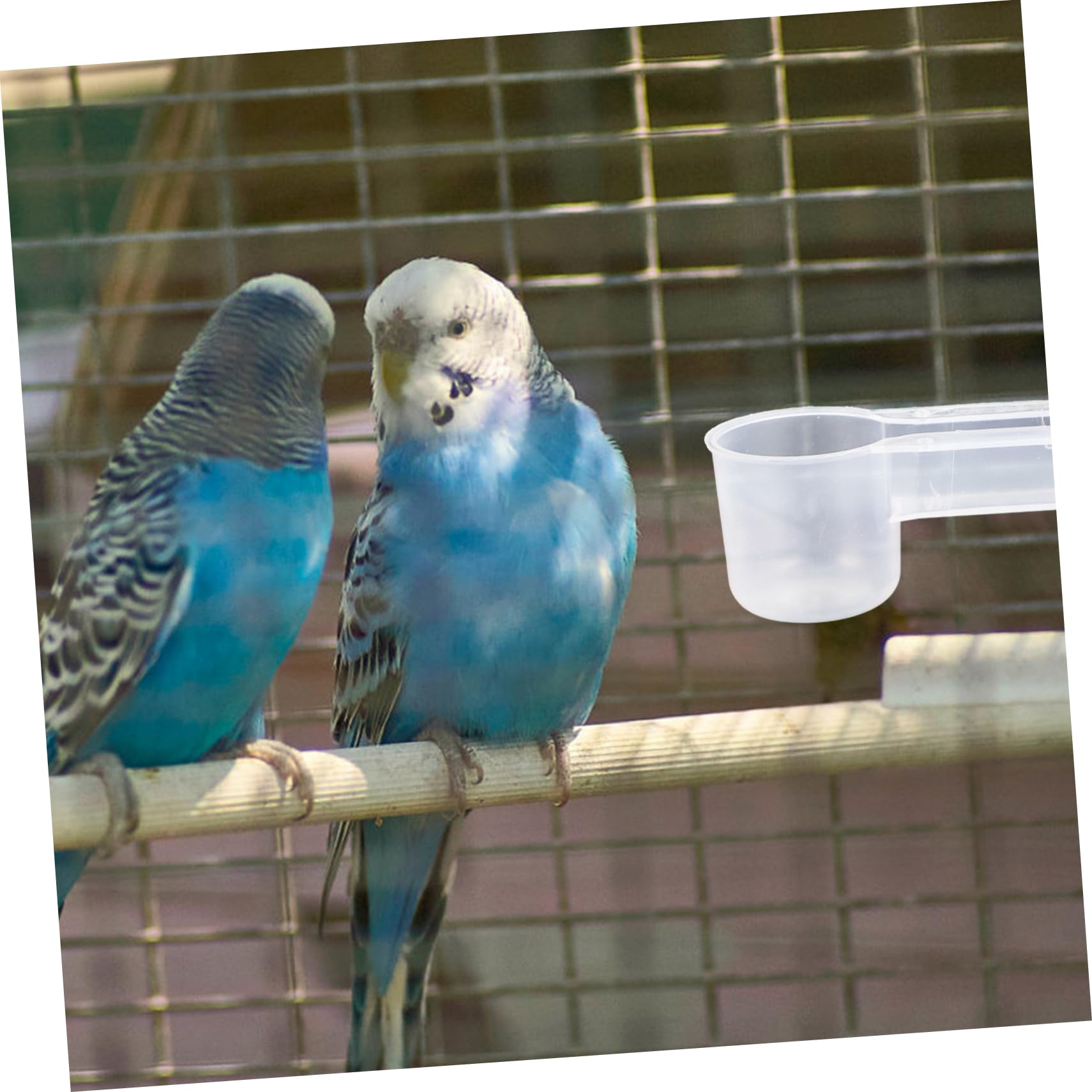 Abbeveratoio per Uccelli Pigeon Autodrinker a Doppia Uscita | Plastica Bianca, Confezione da 10 Pezzi, Uso Casa e Zoo, Pulizia Semplice e Struttura Resistente