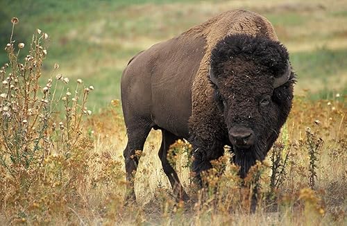 Migratory Bison revive the environment