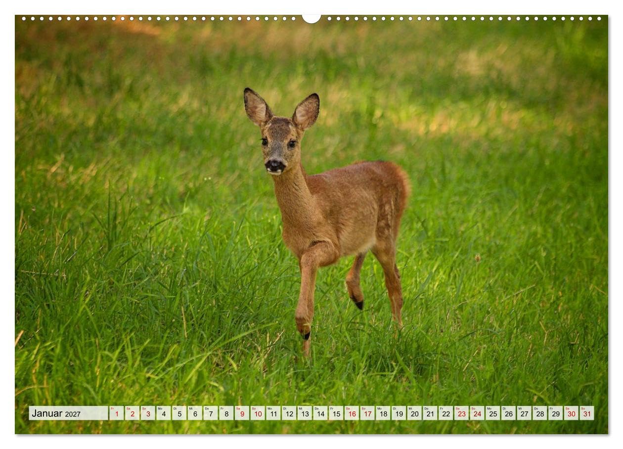 CALVENDO · Sanfte Augenblicke, Faszination Rehe (Kalender 2027) | DIN A2 Querformat · Premium-Wandkalender · Rehe, Eleganz und Sanftmut des Waldes