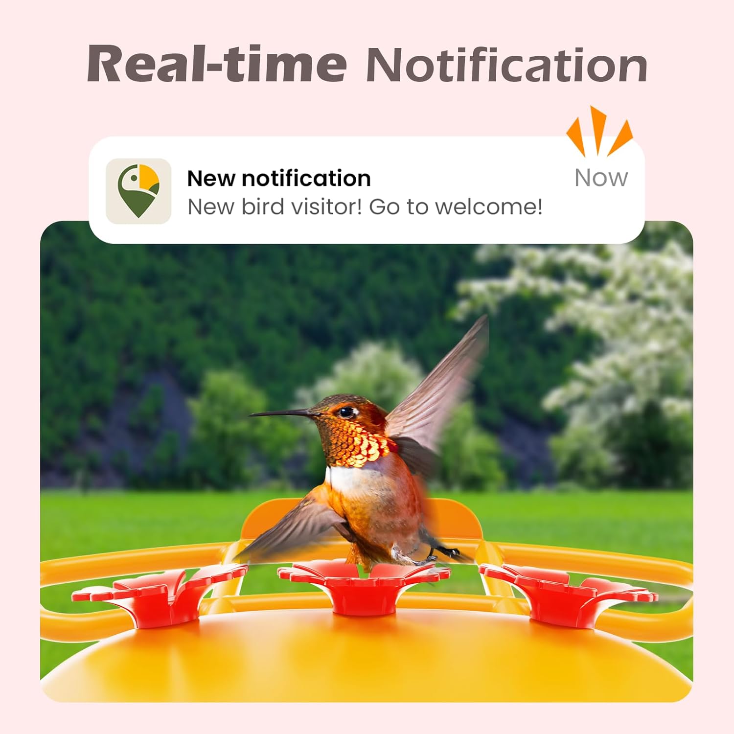 Smart Hummingbird Feeder with Camera Solar Powered, AI Identify, Instant Notification, Leakproof & Ant Moat Bird Feeder with Camera, Hummingbird Feeders for Outdoors, Gift for Bird Lovers (20 oz) - Image 3