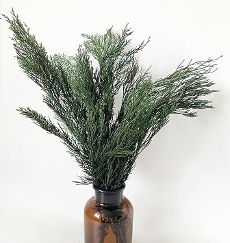 Preserved Cypress Pine Leaves Branches, 18-20 Natural Real Christmas Greenery Plants Pine Twigs Stems, Cypress Pine Needles Evergreen Picks for Garland Wreath Xmas Wedding Home Party Decor