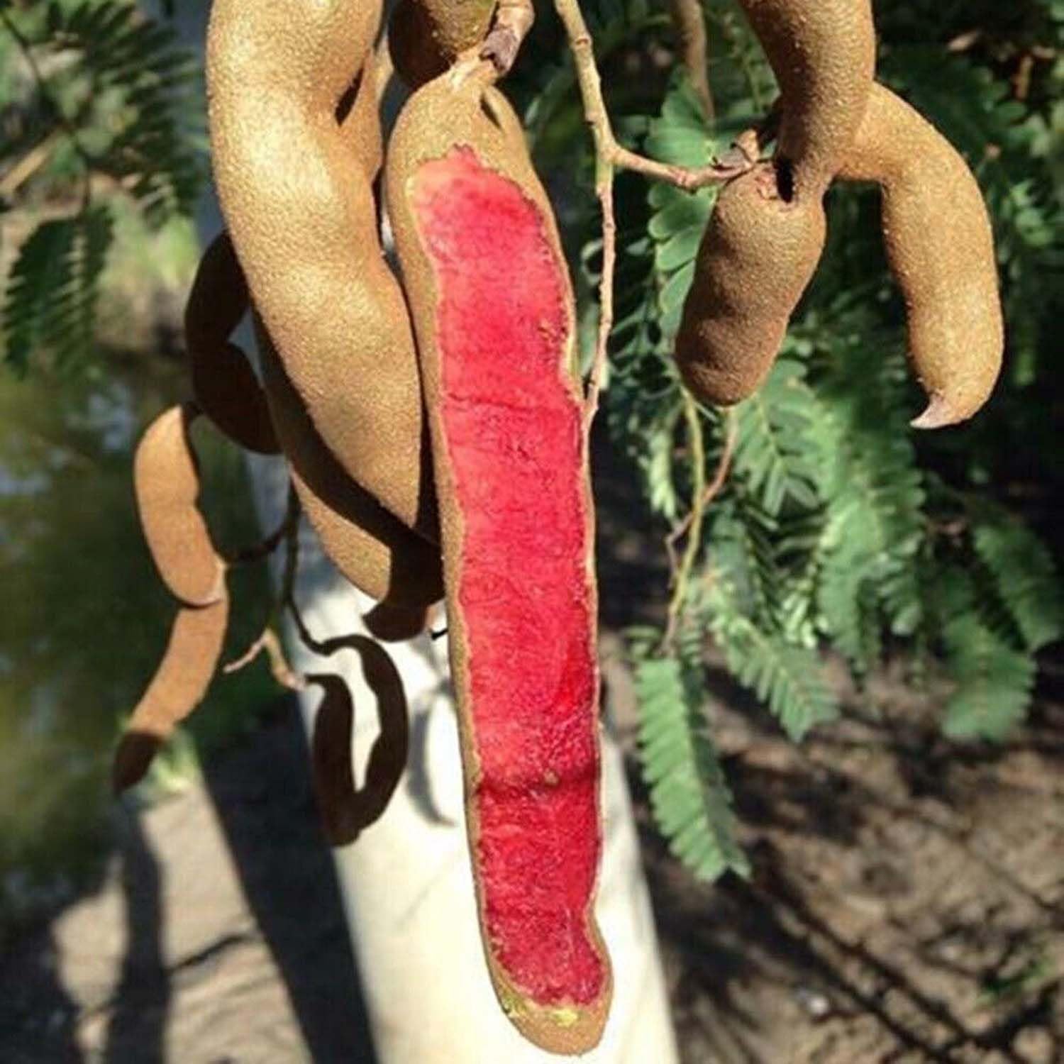 IXORA Tamarind Red Sweet Variety Imli Fruit Grafted Live Plants & Tree(1.5-3 Feet Size) (B0BN1VVWPT) Amazon Price History, Amazon Price Tracker