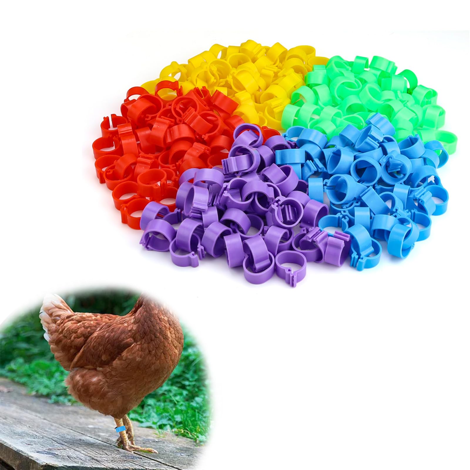 250 Anelli Per Zampe Pollame - 16mm Colorati Per Galline, Anatre, Piccioni - Identificazione Allevamento - Foto 4