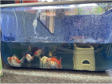Indoor Free-Standing Aquarium, Flexible PVC Canvas Pond Liners with Steel Frame, Viewing Panel, Cube Breeding Display Water Tank for Garden Farmed Koi, Goldfish (Color : Blue, Size : 47.2x31.5x20.1i