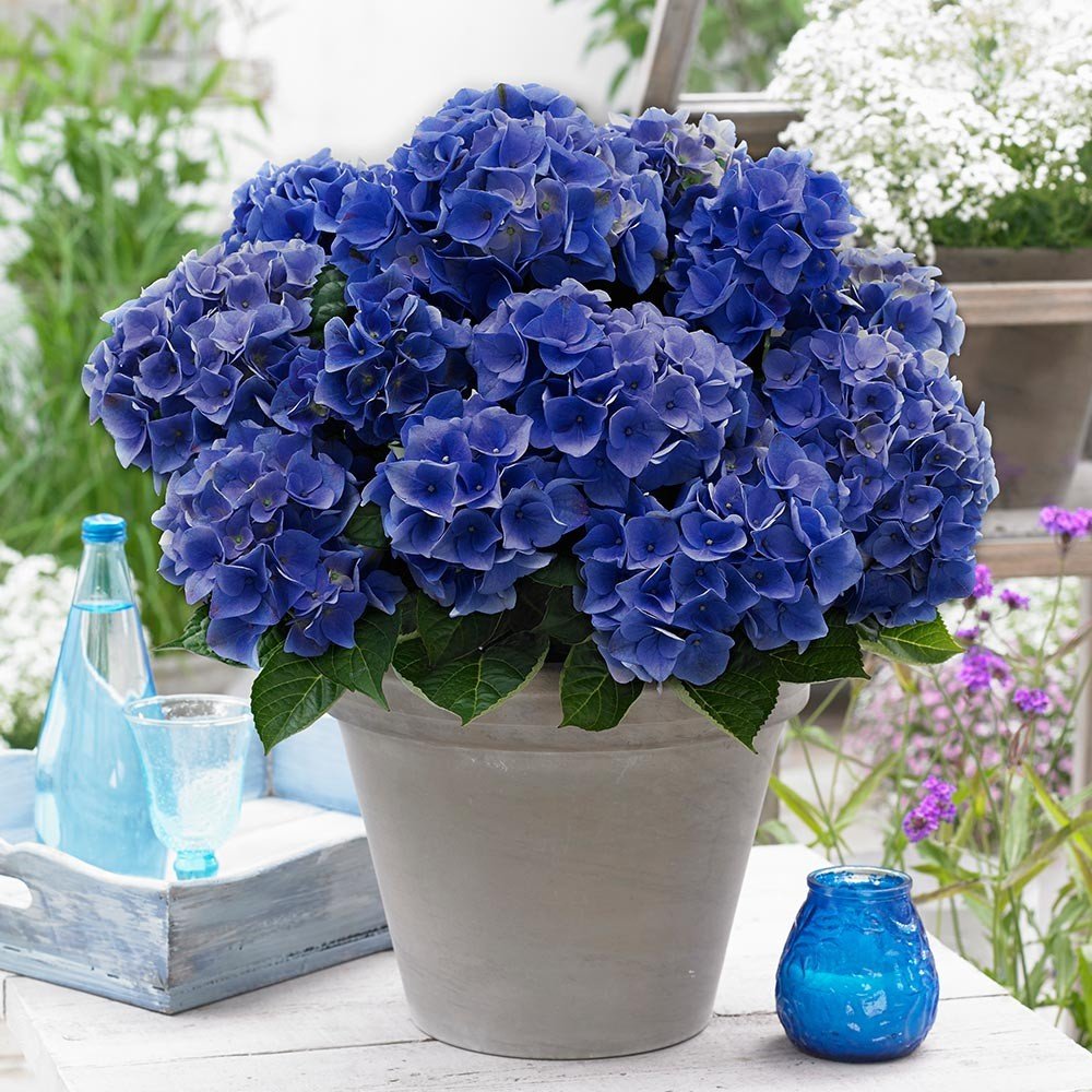Creative Farmer Flower Seeds : Blue Vervain Blue Exotic Seeds - Garden Flower Seeds Pack (B074RHXMYR) Amazon Price History, Amazon Price Tracker