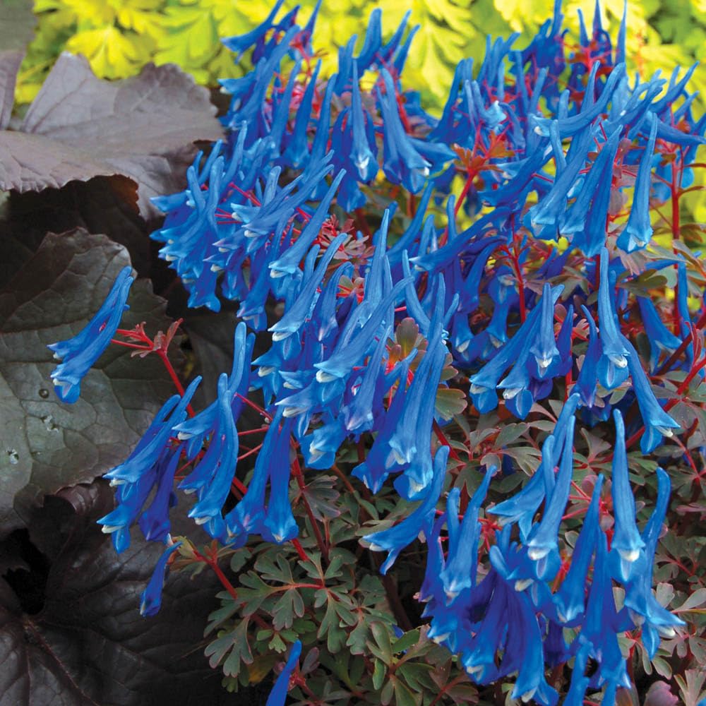 Yougarden Blue Corydalis ' Heron', Shade Loving, Jumbo Plug Plants Set Of 6, Ready To Plant Perennials