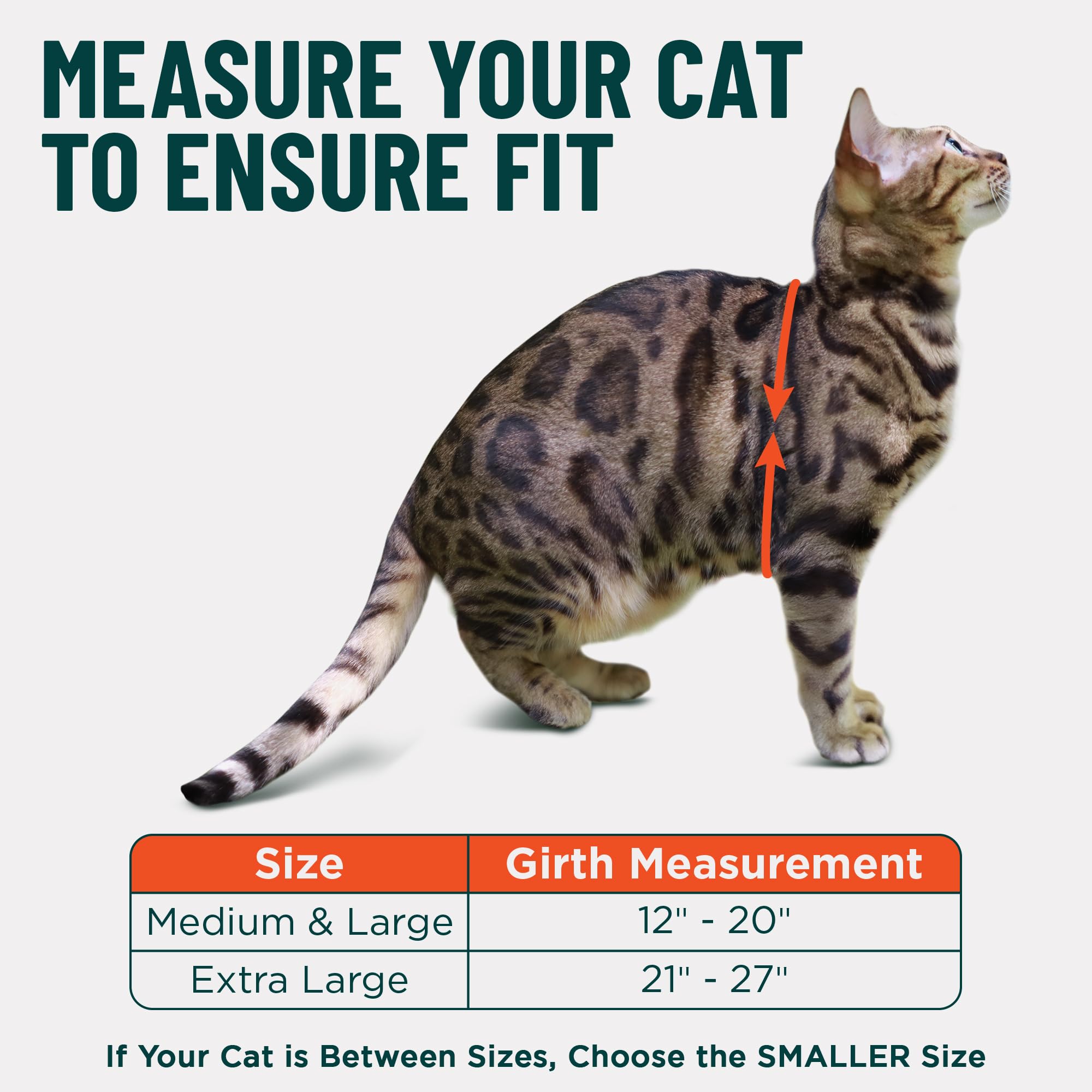 OutdoorBengal Always On™ Martingale Katzengeschirr und Leine, ausbruchsicheres Set – Weste für ganztägige Kätzchen-Abenteuer – erwachsene Katzen – Katzenleine und Geschirr ausbruchsicher + Leine
