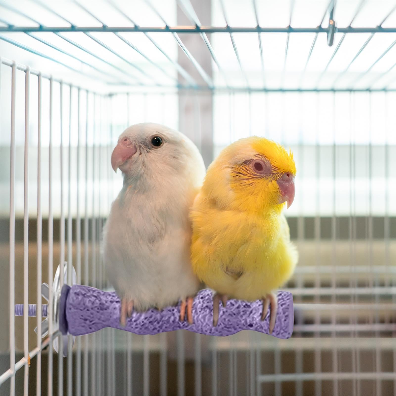 Posatoi Per Uccelli Per Gabbia,Posatoio per Gabbia Pappagallini | Giocattolo per Unghie per Pappagalli Cocorite Calopsite Inseparabili Attività Addestramento Animali Domestici Gioco Esterno