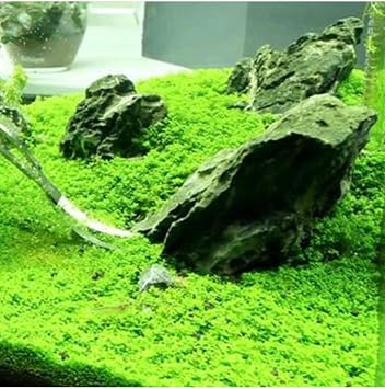 Hemianthus Callitrichoides Cuba In Vitro 200cc Canl  Bitki