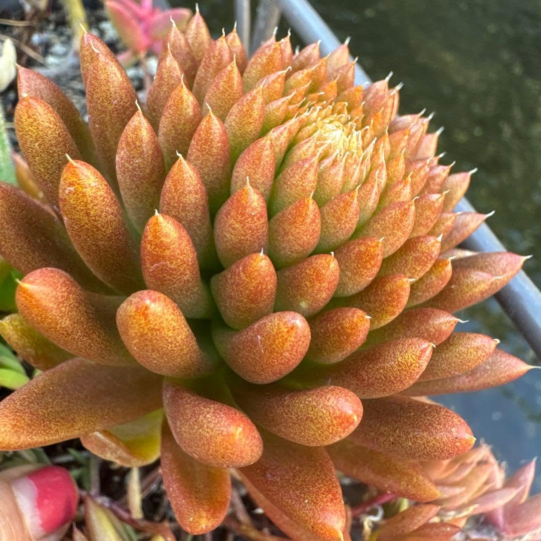 Amazon｜多肉植物オロスタキス 爪蓮華 ガーデニング 園芸用品｜観葉