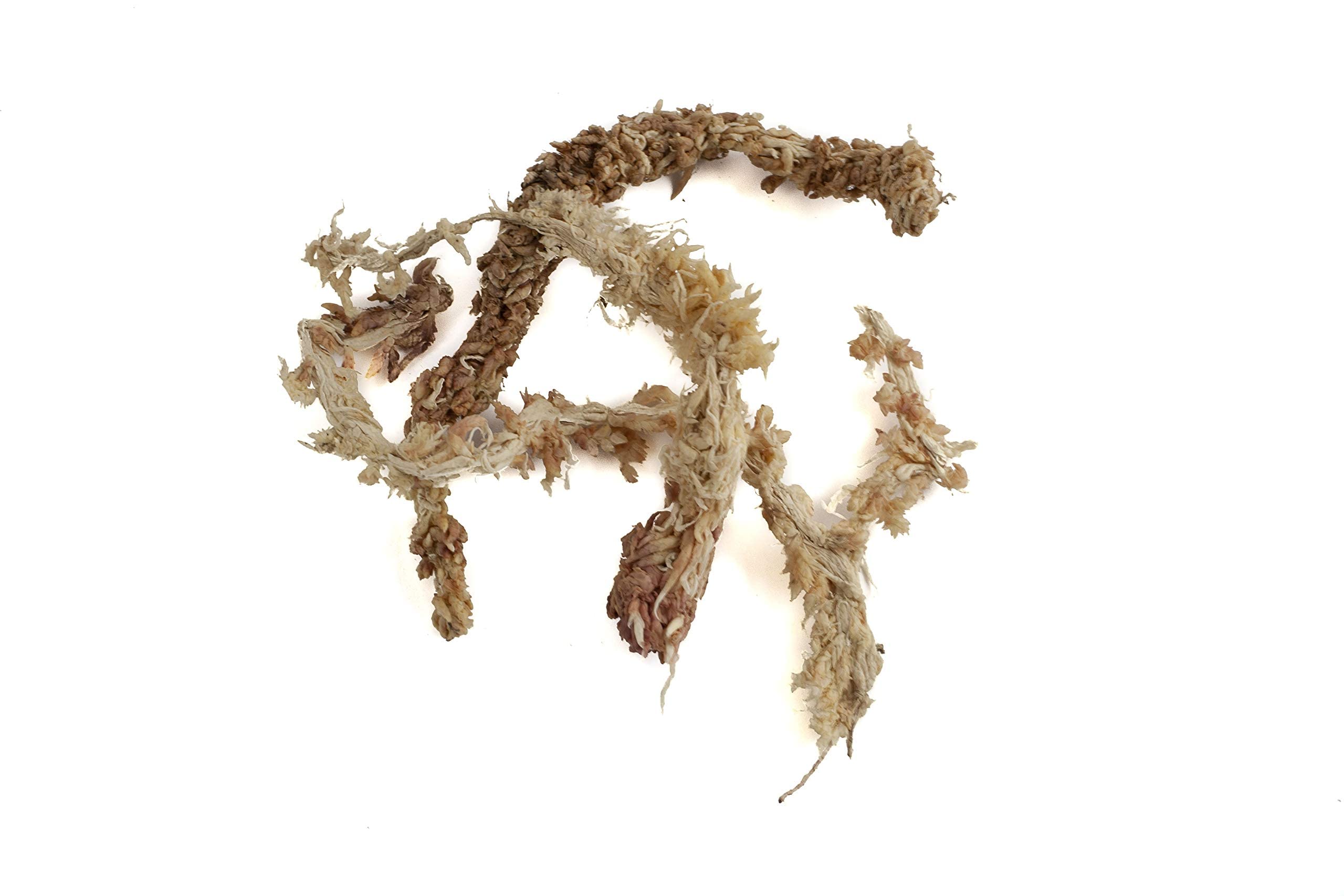 Sphaigne de sphaigne pour Terrarium et orchidées du Chili 150 g à 5000g (1x150 g)