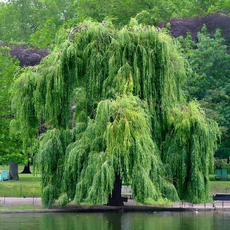 2 Weeping Willow Tree Live Plant 2-3 Ft Tall | Fast-Growing Shade Tree | Graceful, Cascading Branches | Perfect for Ponds, Yards & Landscape Designs
