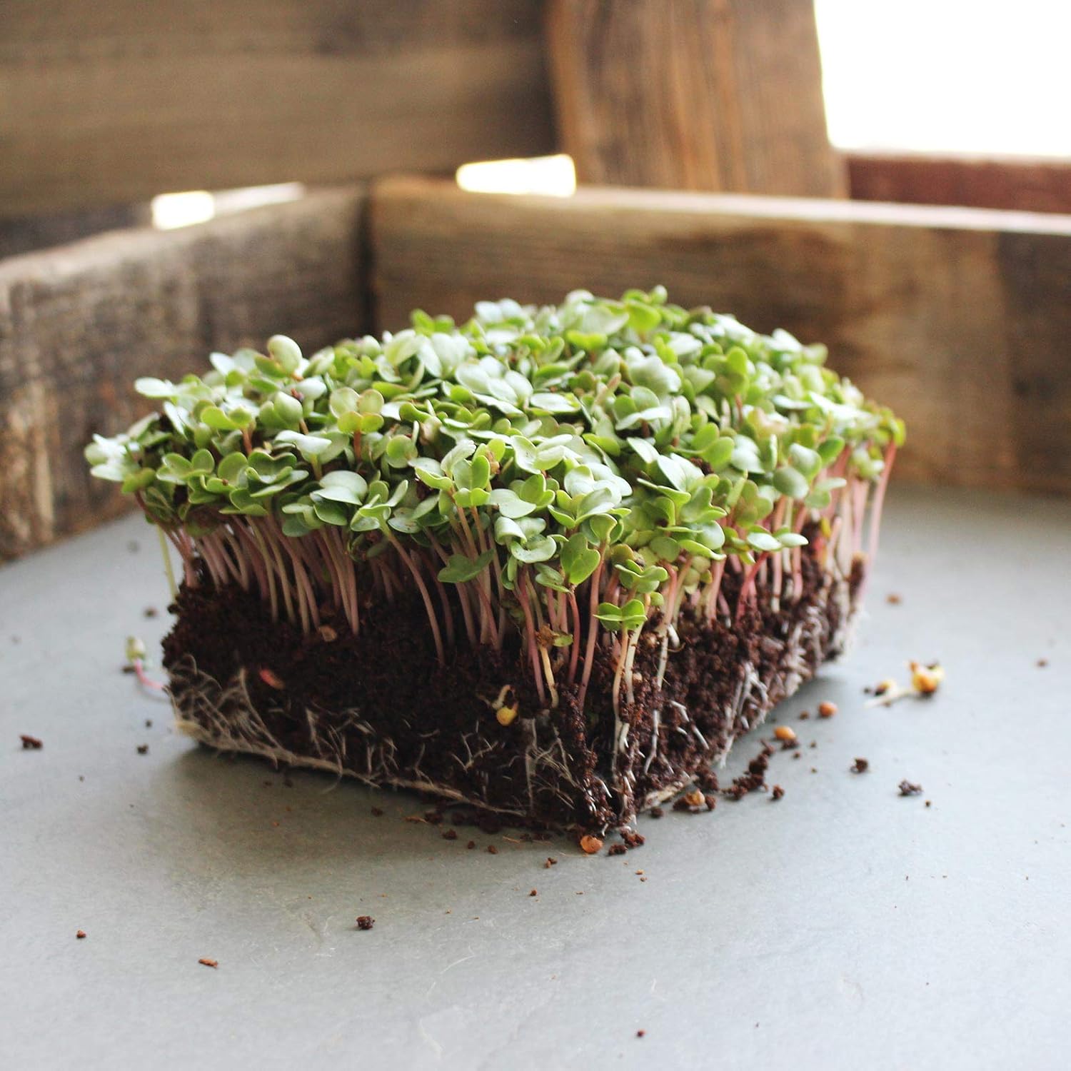China Rose Radish Sprouting Seeds: 1 Lb - Organic, Non-GMO Radish Seeds for Microgreens, Vegetable Garden