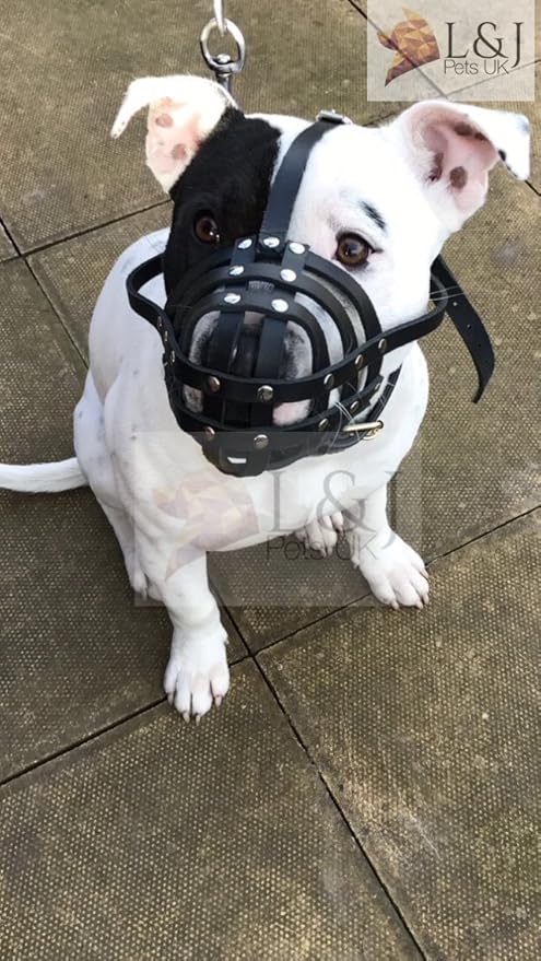 dog muzzle for staffy