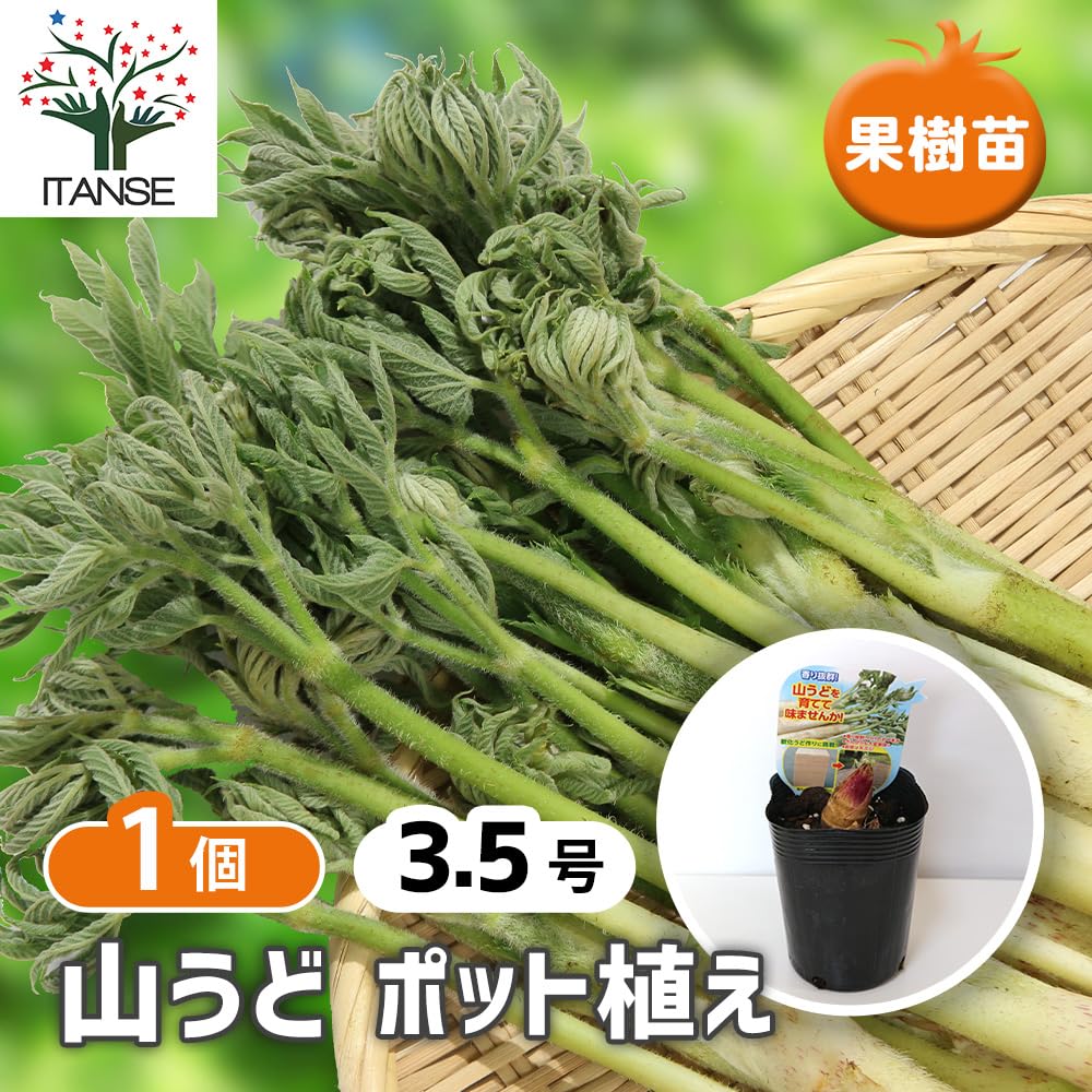 Amazon.co.jp: ITANSE 山うどの苗ポット植え10.5cm深ポット1個