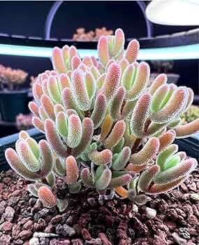 Amazon.co.jp: 実生苗 多肉植物 ドロサンテマム 超 瑠璃 小苗