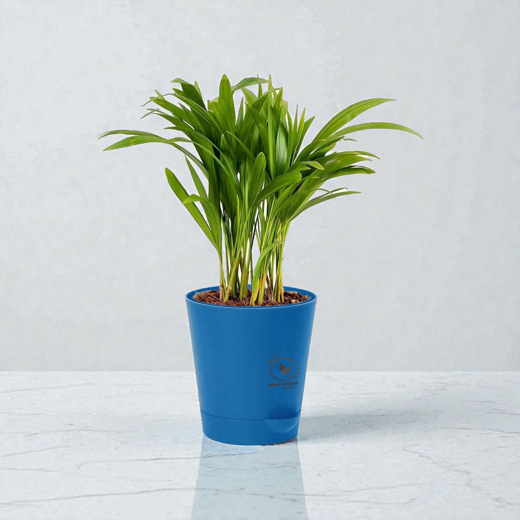 - Ma Lakshmi Live Areca Palm Plant In self watering pot | Indoor Decorative House Office, Table, Kitchen & Desk Decor | Best Plant For Balcony & Garden (Blue Self Watering Pot)