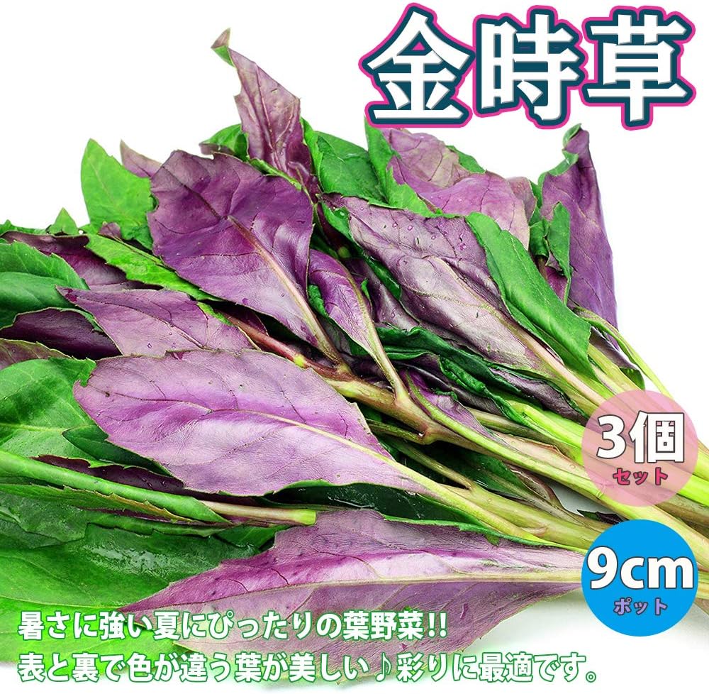 Amazon 金時草 きんじそう 水前寺菜 野菜苗9cmポット苗 3個セット 金時草 キンジソウ や 式部草 しきぶそう と呼ばれているものは標準和名では 水前寺菜 スイゼンジナ といい 東南アジアが原産とされるキク科の多年草です 熊本県の水前寺地区 現在の