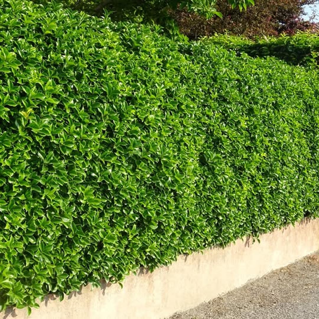 Osmanto Osmanthus Aquifolium Sempreverde In Vaso Ø19 Cm – Pianta Da Siepe Alta 80/100 Cm, Foto Reali, Vivaio Di Castelletto