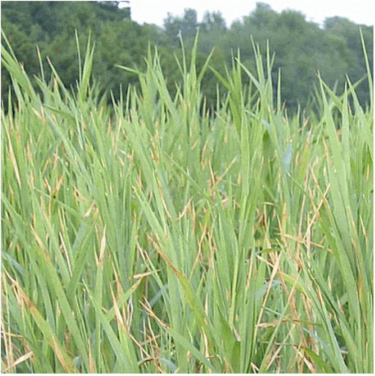 Everwilde Farms - 1 Oz Upland Wild Timothy Native Grass Seeds - Gold Vault