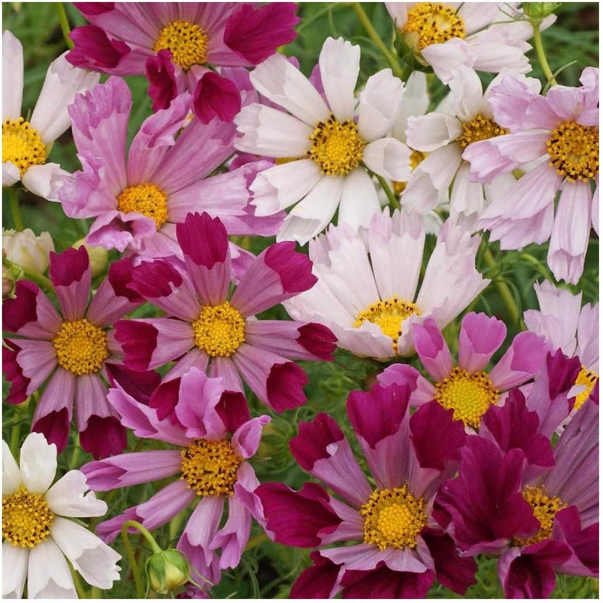 Everwilde Farms - 1 Lb Sea Shells Cosmos Wildflower Seeds - Gold Vault