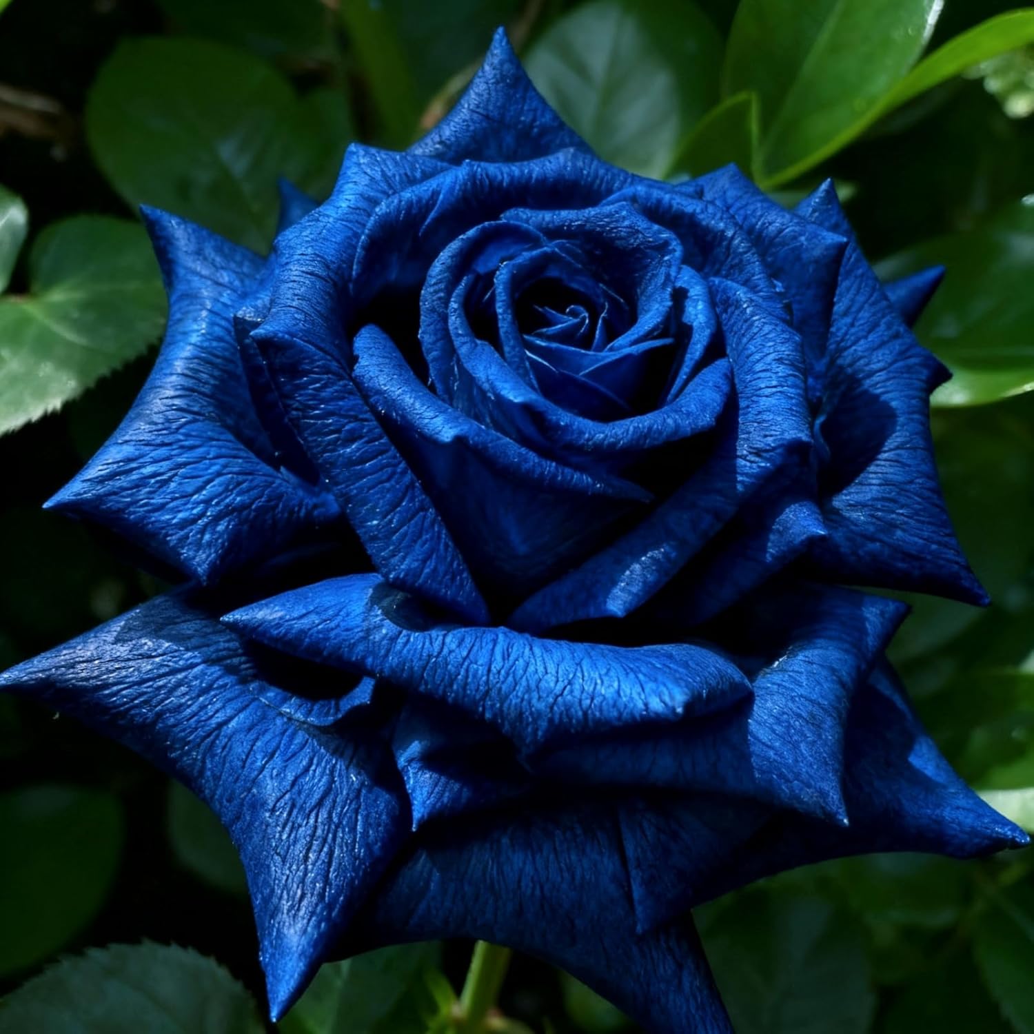 Amazon.com : Rose Flower Seeds for Planting Outdoor and Garden, 150 ...