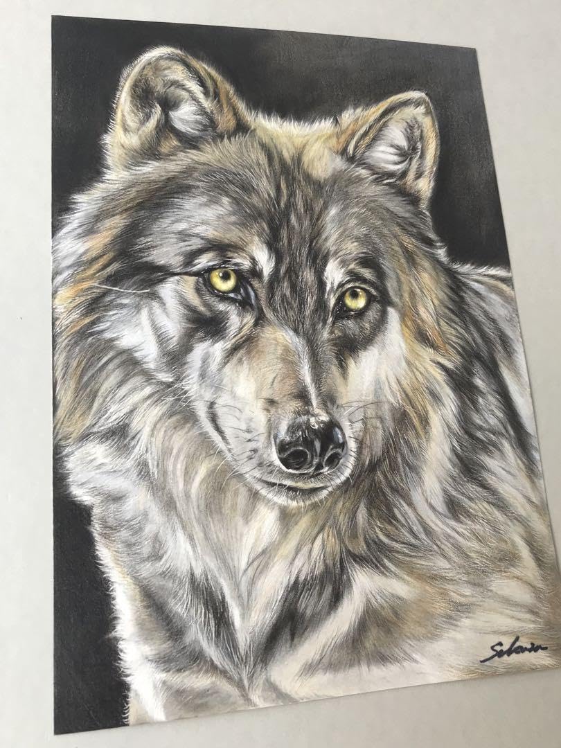 Howling Wolf Pencil シリースタイル Zentangle Wolf Stock Illustrations – 728 Zentangle Wolf