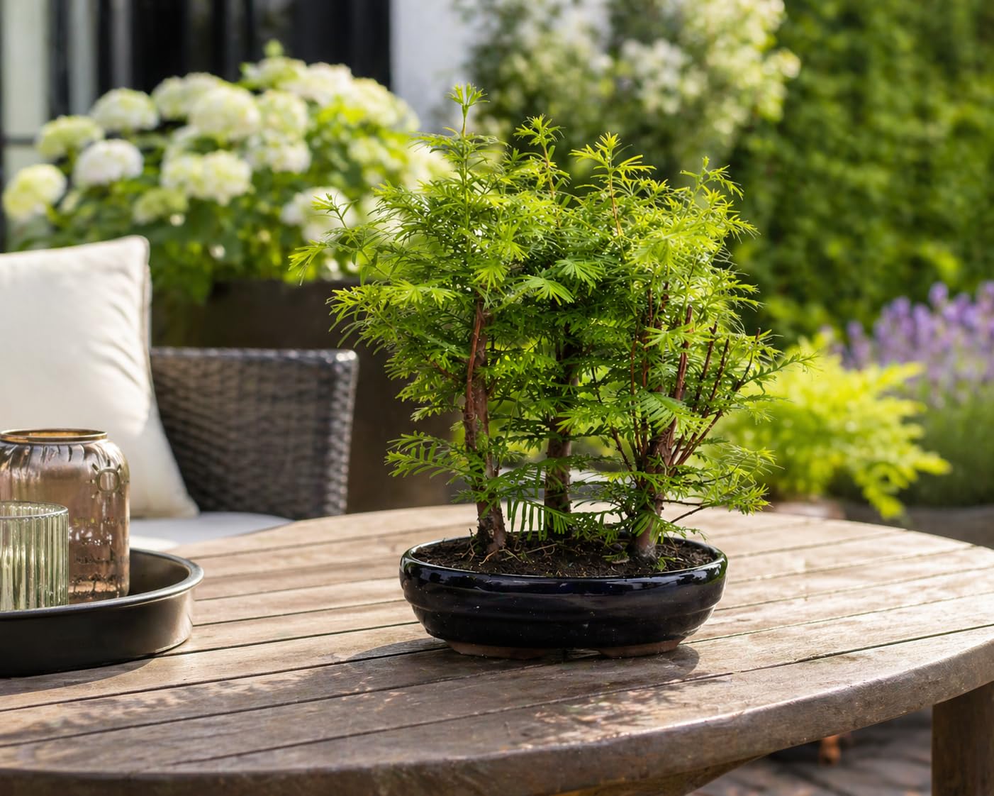 Outdoor Bonsai Urweltmammutbaum (Metasequoia) ca. 30 cm – winterhart & pflegeleicht, Mini Baum für Garten, Balkon & Terrasse, dekorativer Zierbaum, robust & schnellwachsend
