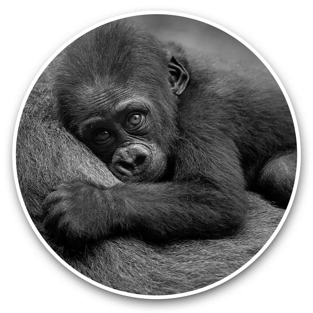 Destination Vinyl Ltd Bw Gorilla Baby Animal 38826 Vinyl Stickers (Set Of 2) 7.5Cm (Bw) - Gorilla Baby Animal Laptop Tablet Luggage Scrapbook #38826