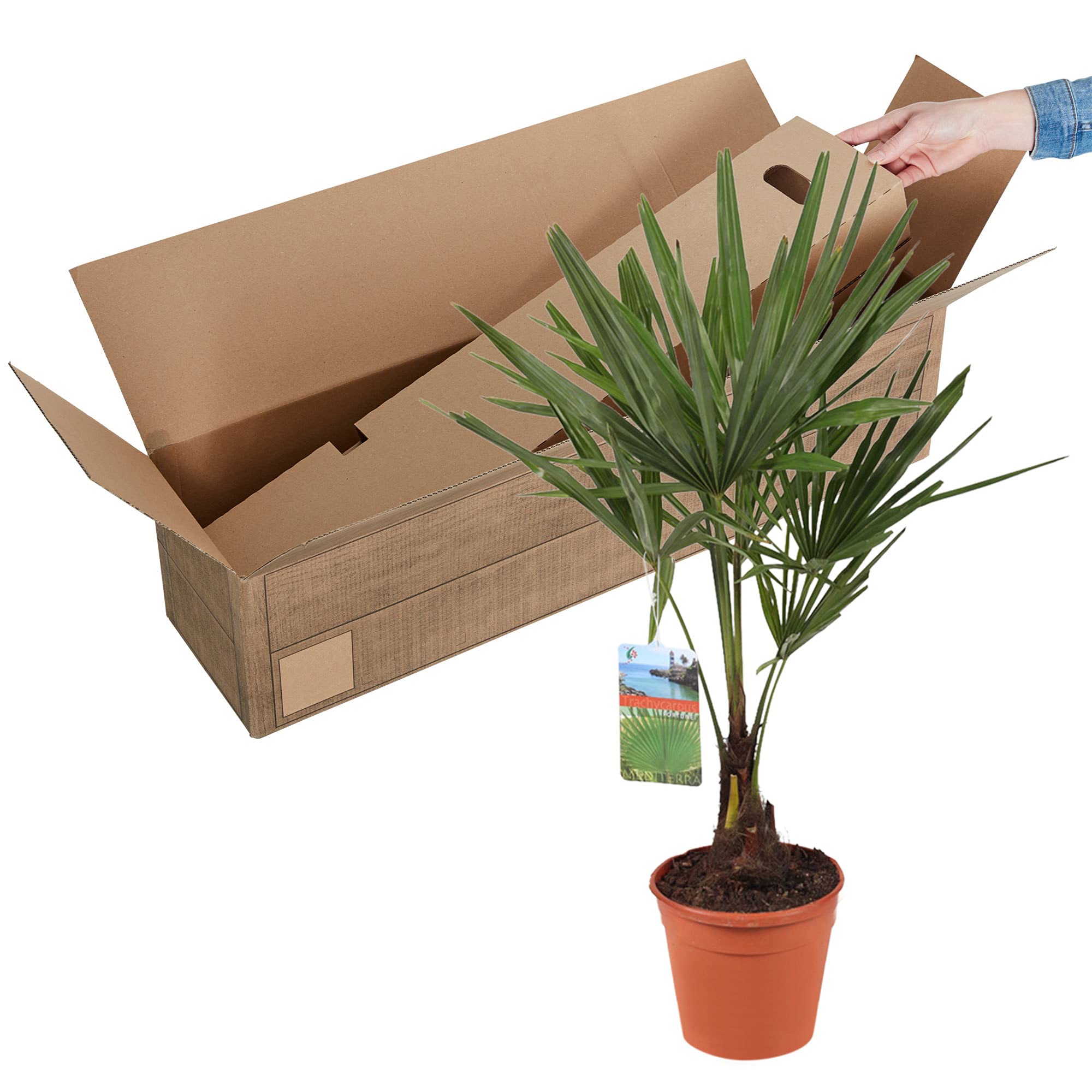 Trachycarpus fortunei | Chinesische Hanfpalme | Höhe 130-140 cm | Topf-Ø 27 cm