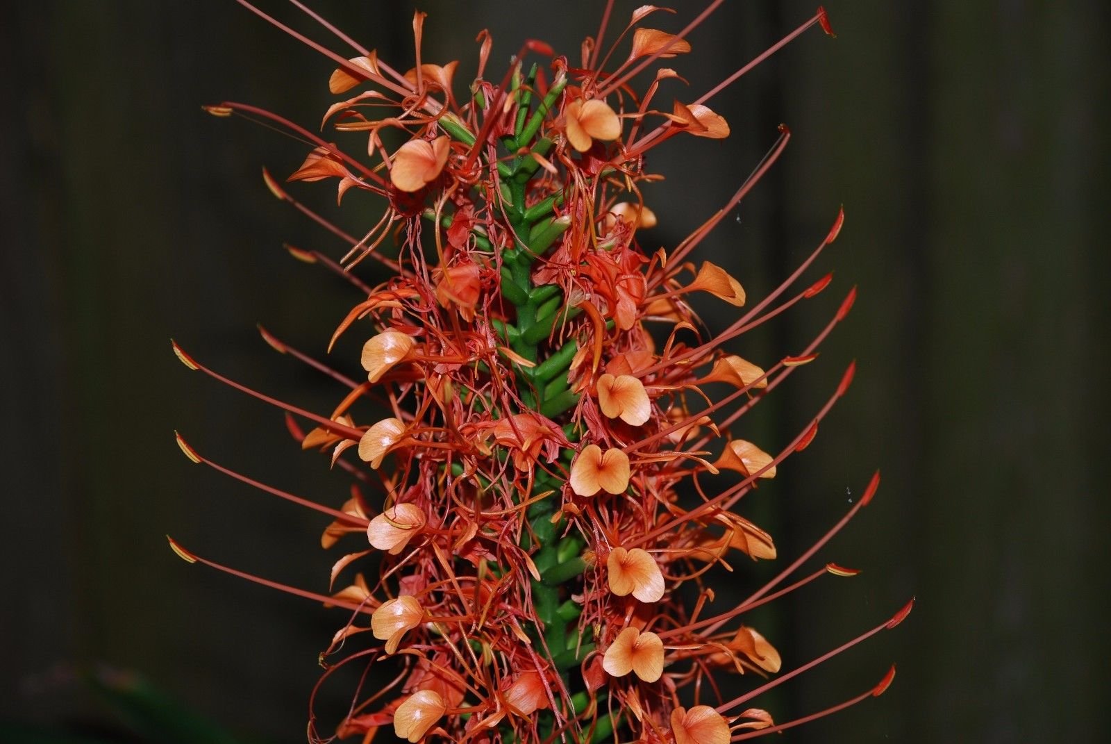 Hedychium coccineum - Arancione Bottlebrush Ginger - Rare Pianta semi li (5)