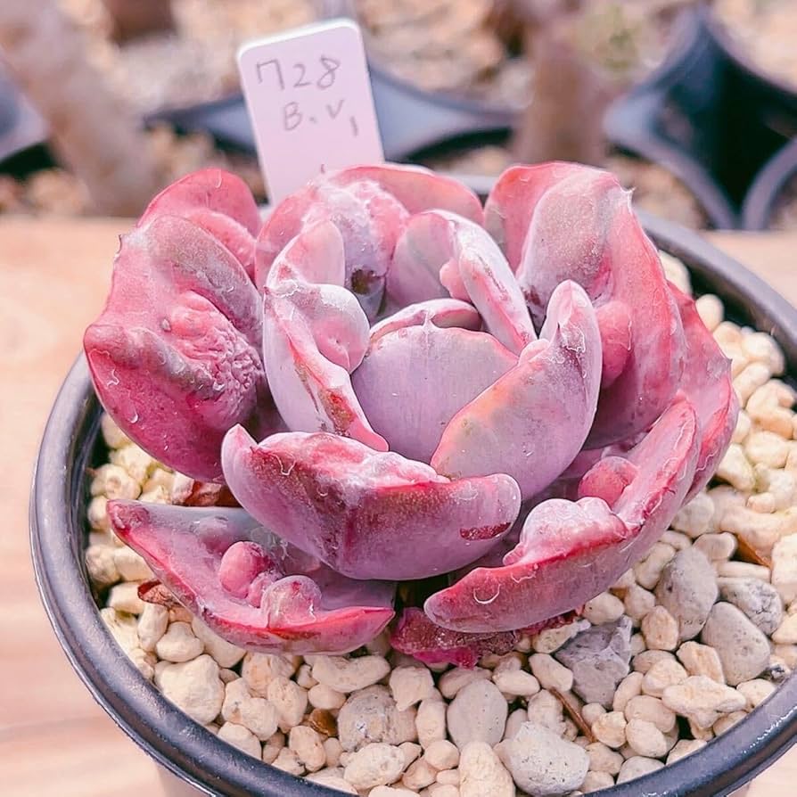 ビヨンセ錦(大苗)◎多肉植物 カット苗 韓国苗 エケベリア等 【公式通販】 ビヨンセ錦(大苗)◎多肉植物 カット苗 韓国苗 エケベリア等 【公式通販】