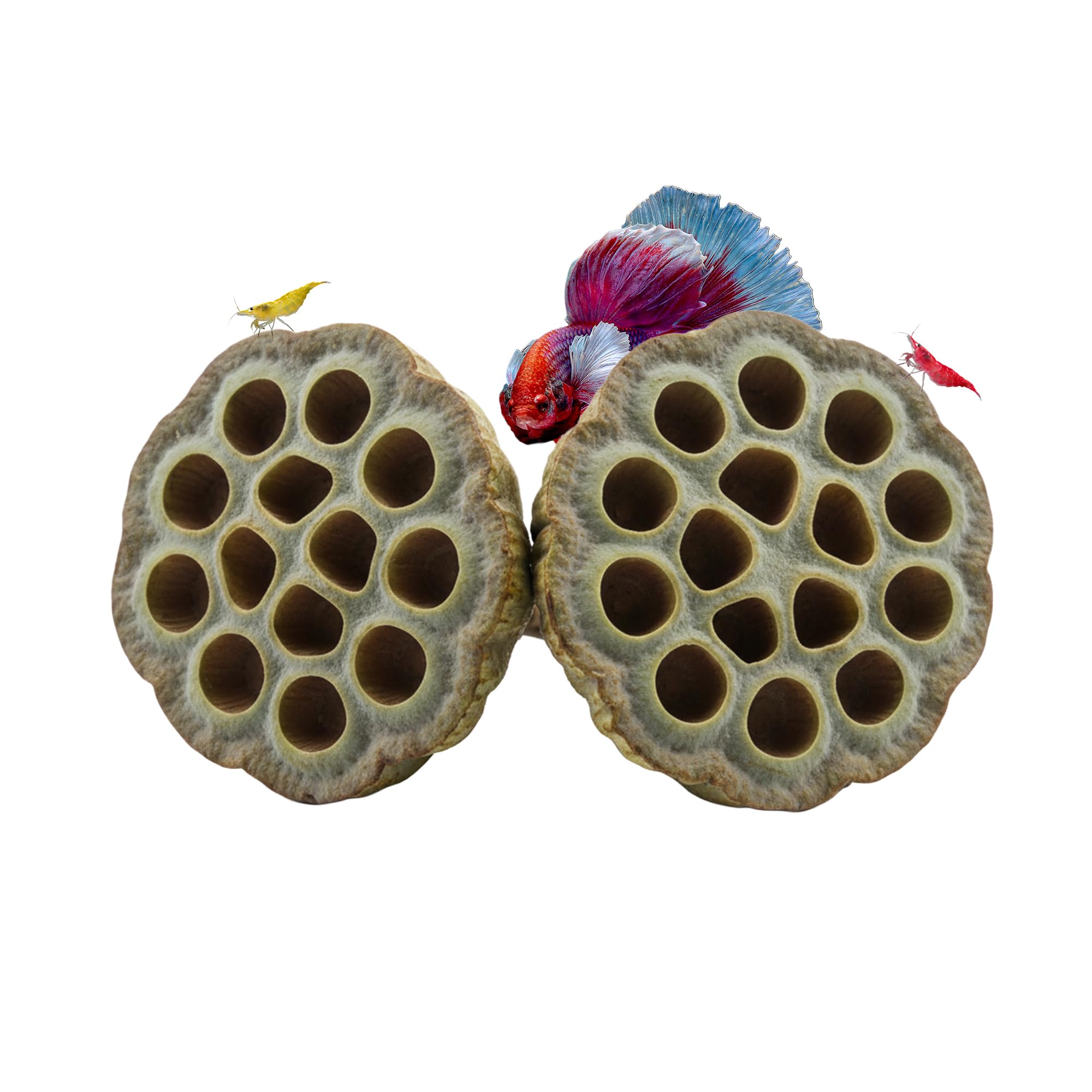 CTWPets Natural Lotus Pods for Aquarium Shrimp & Betta Fish Botanicals for Blackwater Tanks, Tannin Release, Aquascaping & Natural Grazing (3 Pack) — view 2
