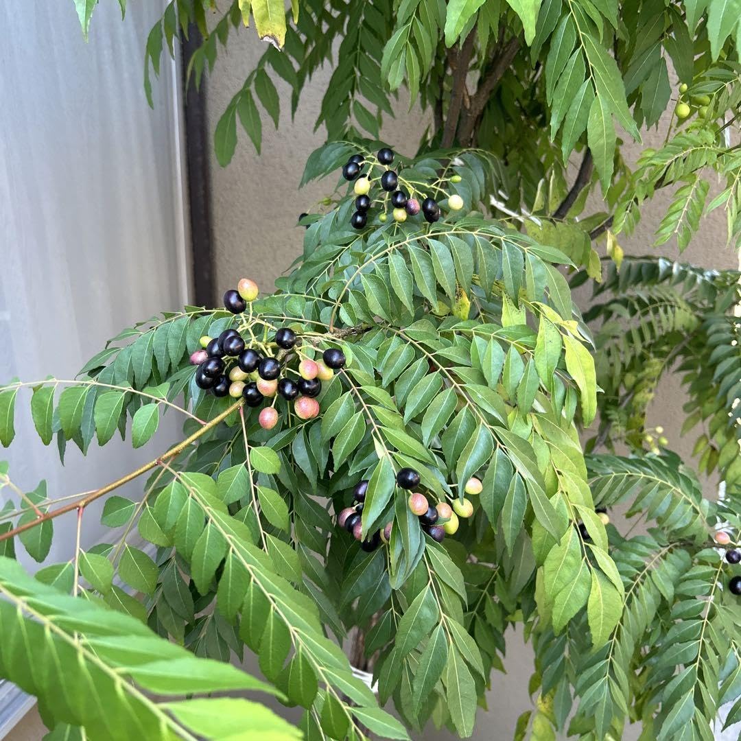 希少 中 オーガニックカレーリーフ 4年 タネも販売中 希少 中 オーガニックカレーリーフ 4年 タネも販売中 カレーリーフ 種