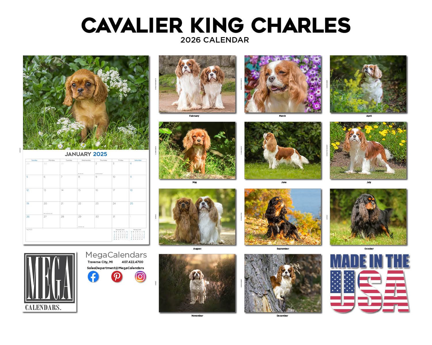 Kalendarz 2024 2025 Cavalier King Charles, miesięczny kalendarz ścienny z rasą psów, 30 x 45 cm, otwarty, gruby papier bez przebarwień, prezent - akademicki planer nauczyciela kalendarz organizowanie