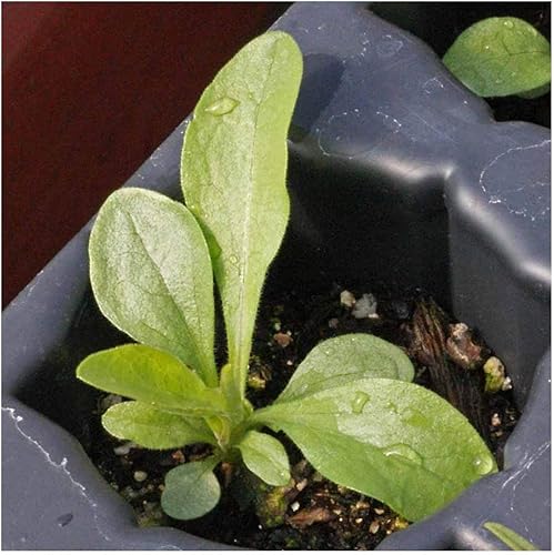 Miniatura 5 de Everwilde Farms - 2000 Semillas de flores silvestres nativas Old Field Goldenrod - Paquete de semillas de bóveda dorada