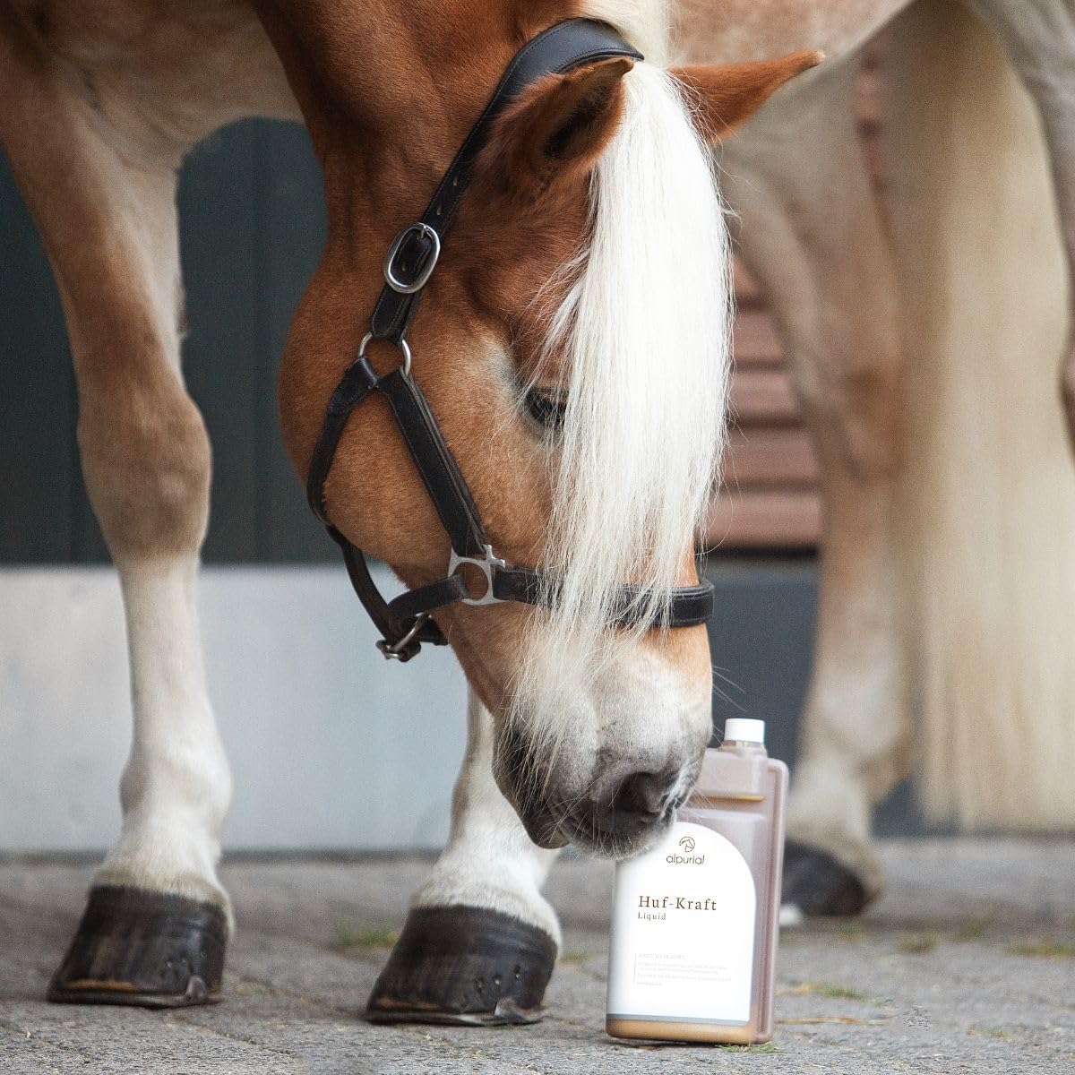 Hufkraft – Ergänzungsfuttermittel für Pferde – mit Biotin, Zink & Calcium – für Feste, gepflegte Hufe und eine ausgewogene Nährstoffversorgung – vom Tierarzt entwickelt