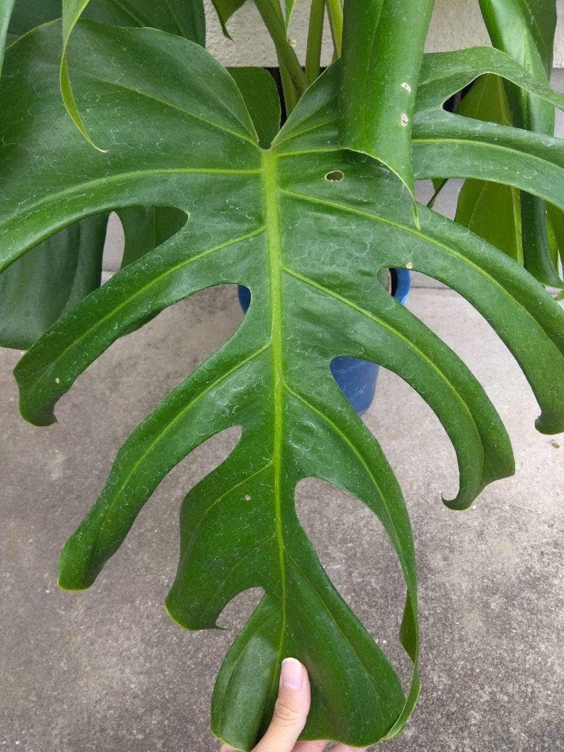 モンステラ デリシオーサ 6号鉢つき 深穴開き❗大型葉❗ ① モンステラ