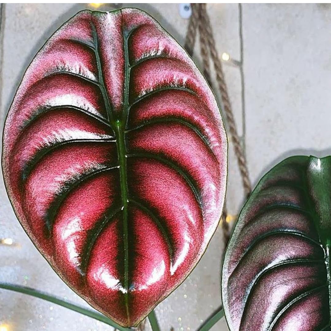 Amazon.com : Colocasia Elephant Ears Live Plant, Alocasia Plant, Esculenta  Taro Live Houseplant, 5-7 Inc Tall (Alocasia Red Cuprea) : Patio, Lawn &  Garden