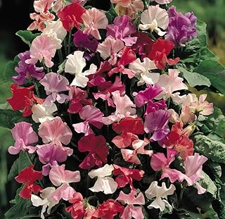 Sweet Pea Fragrantissima Seeds Garden Plant Hardy Annual Flowering Garden Plants Easy to Grow Your Own 1x Seed Packet 30 Seeds by Thompson and Morgan