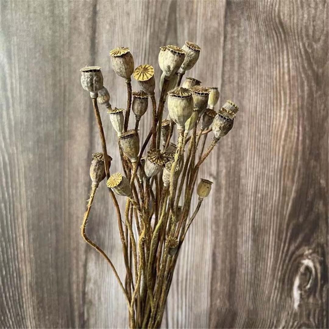 0.5-1.2CM Head/35 Flowers Heads,Real Dried Natural Flowers Small Yu Meiren Fruit Branch,DIY Eternal Dry Fruits Flower,Home Decor 10