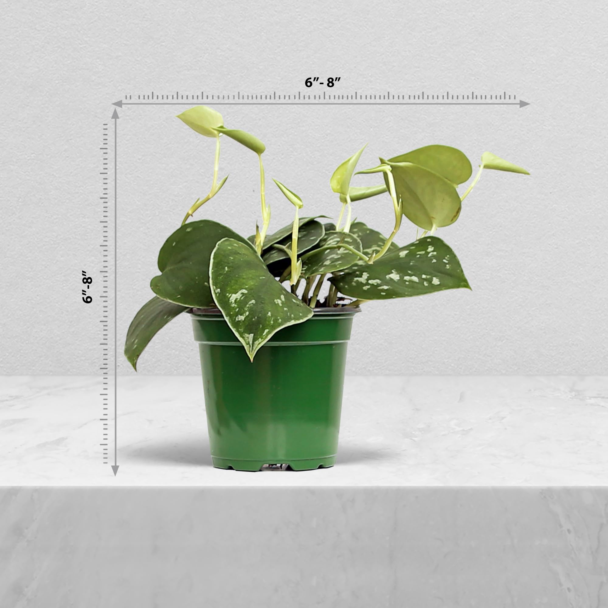 zz plant size ZZ Plant – Hey Rooted