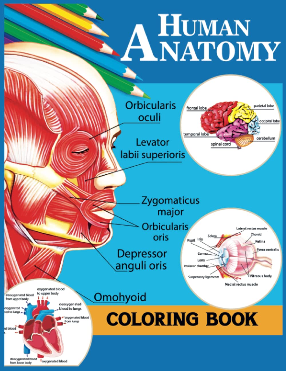 Human Anatomy Coloring Book: Anatomy and physiology coloring book for Biology lovers. The Ultimate Anatomy Study Guide (Anatomy world)
