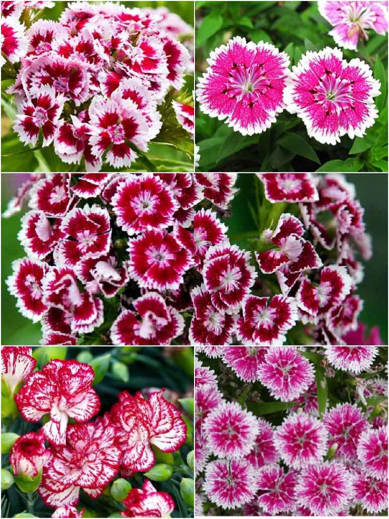 Golden Hills Farm Dianthus Flower Plant Seeds |Dianthus Mixed Color Seeds | Dianthus Flower Plant 100-1002 seeds (B0BQMWS1JD) Amazon Price History, Amazon Price Tracker