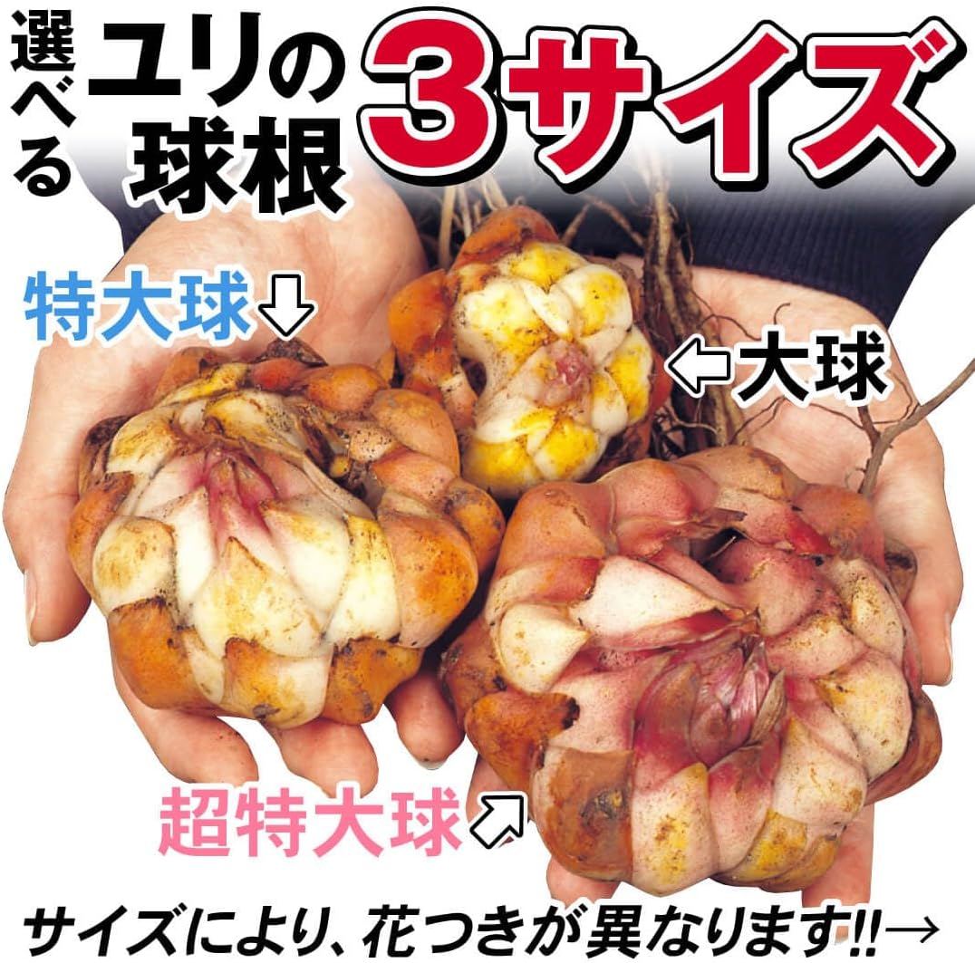球根 超特大球 ピンクカサブランカ（ラブラドール） 20球 / 国華園 【ヤマユリ】 24年秋商品