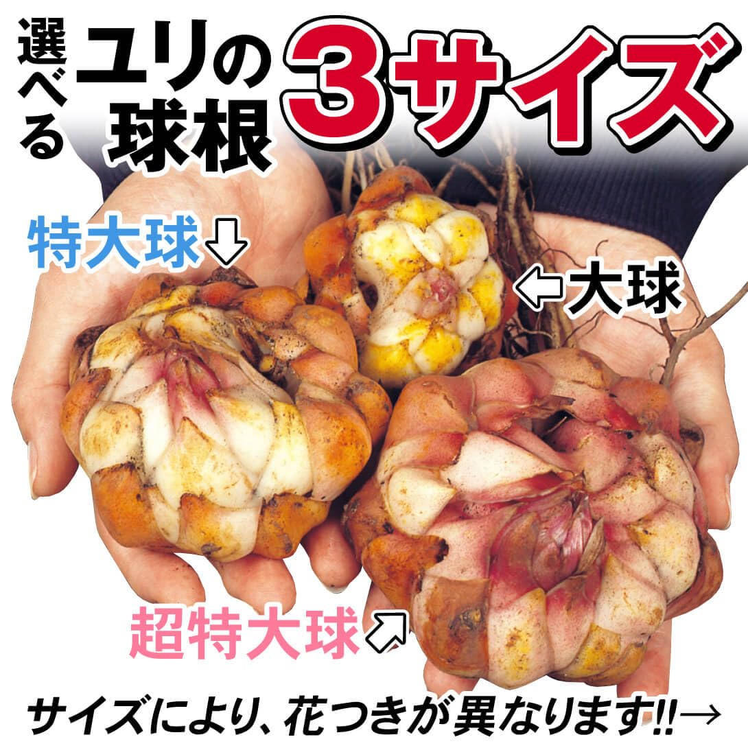 ユリ球根 50球　処分品 Amazon.co.jp: ユリ 球根 通販、ユリ 苗 初心者 涼しい気候を好む