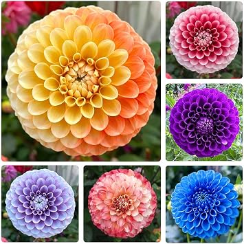 1100+ Mix Dahlia Seeds for Planting - Premium Ornamental Flower Seeds, High Germination Rate,Perfect for Cut Flowers & Garden Borders