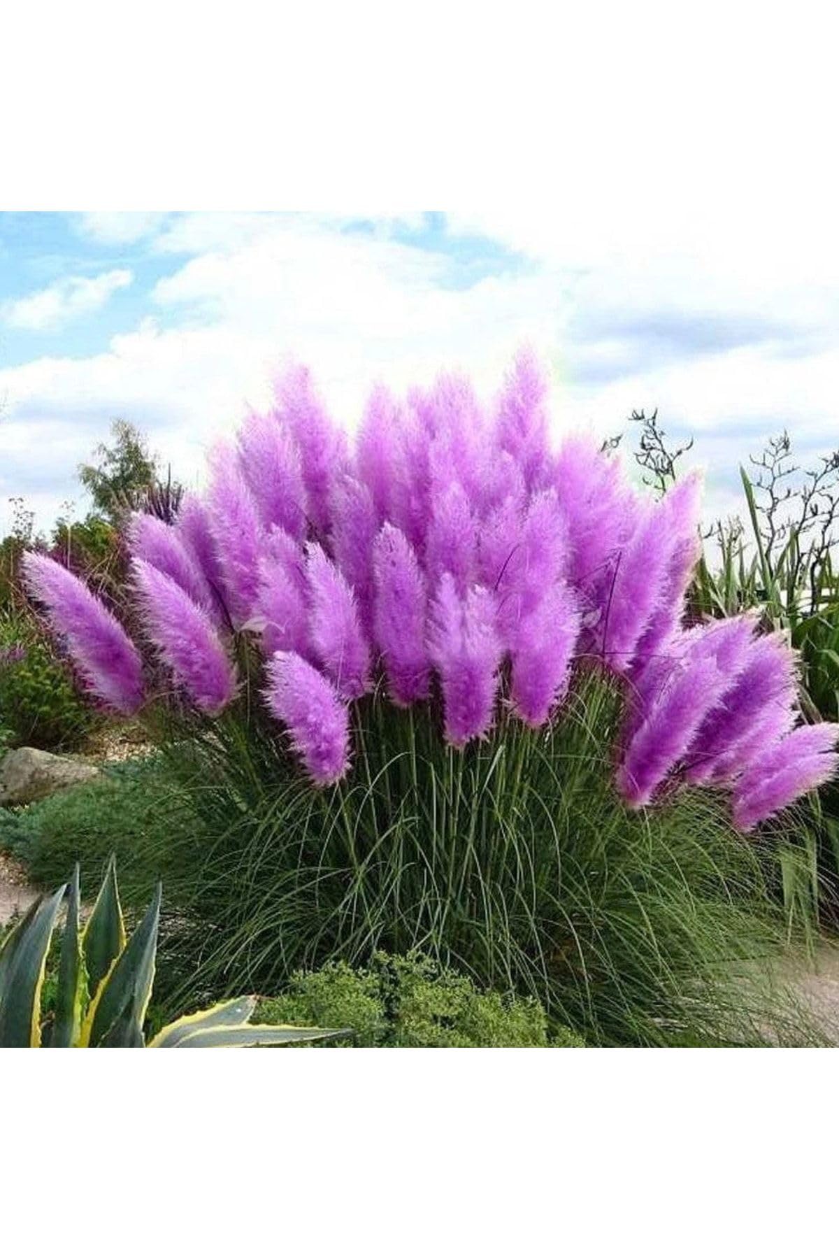 Tohum Dünyam 50 Adet Daisy Garden Purple Pampas Tohumu