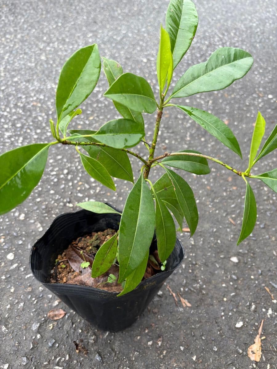 寒蘭-25249-2HH 交配No.22 紺覆輪 苗 交配種 Yahoo!オークション