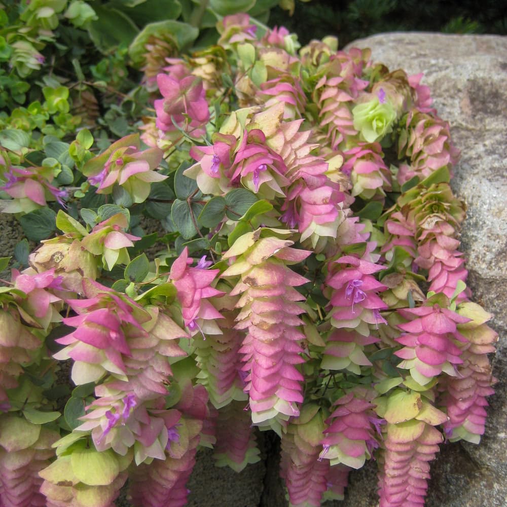 Oregano 'Kent Beauty' 9cm Plant x 2. Trailing Stems Bearing Aromatic Leaves. Available from Bedwen Plants.